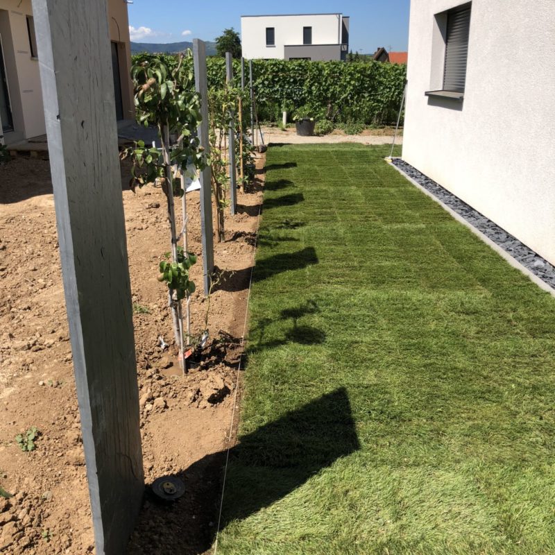 Pose de pelouse en rouleau, Bloc d&#8217;ardoise décoratif, Plantation d&#8217;arbre fruitiers en palissade Rixheim 1